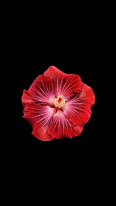 a red flower on a black background with the center petale in full bloom, taken from above