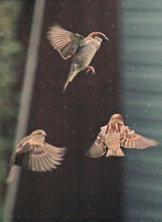 two small birds flying next to each other