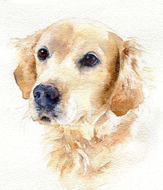 a watercolor painting of a dog's face