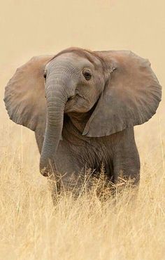 an elephant is standing in the tall grass