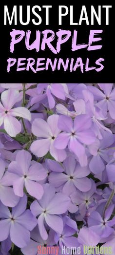 purple flowers with the words must plant purple perennials