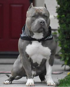 a gray and white dog sitting on top of a sidewalk