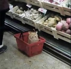 a cat sitting in a red basket next to some produce at a grocery store,