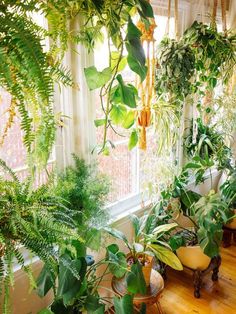 a room filled with lots of different types of plants