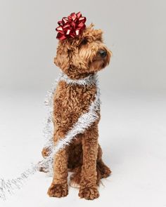 a brown dog with a red bow sitting on top of it's back legs