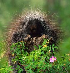 a porcupine sitting on top of a tree stump in the grass and flowers