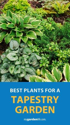 the best plants for a tapestryry garden