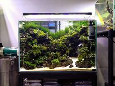 an aquarium filled with lots of green plants and rocks in front of a white wall