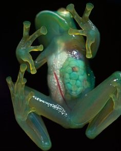 a green frog sitting on top of a black surface