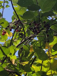 berries growing on the branches of a tree