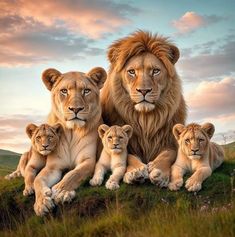 three lions sitting on top of a grass covered hill next to two cubs in front of a sunset sky