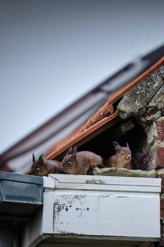 several rabbits are sitting on the roof of a building