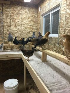 there are many chickens standing on the ledges in this coop, and one is looking at the camera