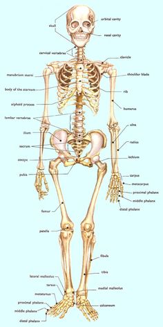 the human skeleton and its major skeletal systems is shown in this diagram, which shows the bones