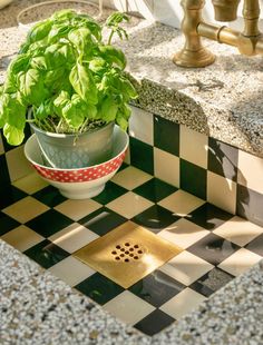 a potted plant sitting on top of a checkered counter