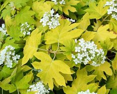 yellow leaves and white flowers are in the foreground, with green foliage behind them