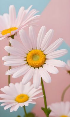 white daisies with yellow centers in front of a pink background