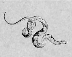 a black and white photo of a snake in the air with it's tail curled up