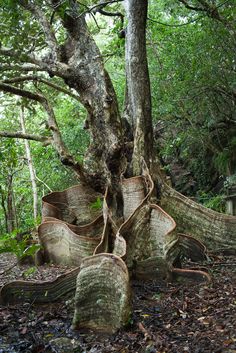 an old tree that has been cut down in the forest