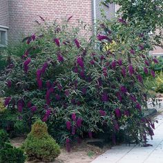 purple flowers are blooming in the garden next to a brick building and shrubbery