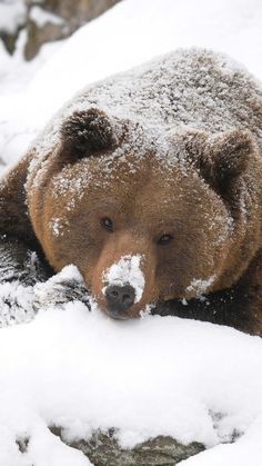 a brown bear laying in the snow with its head on top of a tree branch