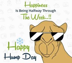 a camel wearing sunglasses with the words happy hump day