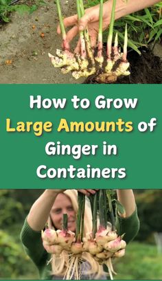 how to grow large amounts of ginger in containers