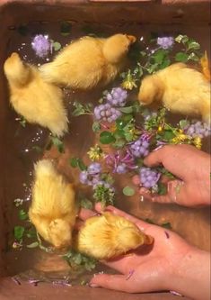 four baby ducks in a tub with flowers and leaves on the ground, being held by someone's hand