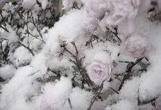 some pink flowers are covered in snow