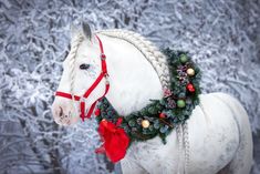 a white horse wearing a christmas wreath on its head