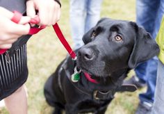 a black dog is being held by its owner