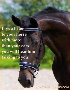 a brown horse with a bridle on it's face and the words if you listen to your horse, with more than your ears, you will hear him talking to you