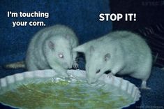 two white rats eating food out of a paper plate with the caption i'm touching your corn stop it