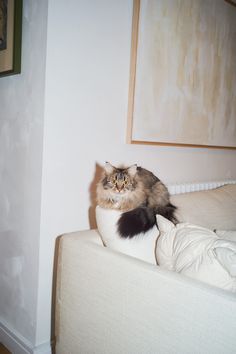 a fluffy cat sitting on top of a white couch next to a framed art piece