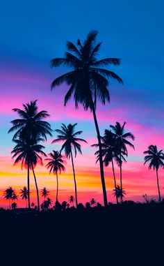 palm trees are silhouetted against a colorful sunset