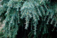 Cedrus deodara &s;Feelin&s; Blue&s; | deodar &s;Feelin&s; Blue&s; Conifers/RHS