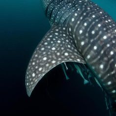 a large whale is swimming in the ocean