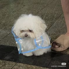 a small white dog wearing a plastic raincoat on its head and leash, standing next to a woman's foot