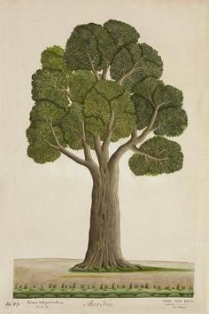 an illustration of a large tree with green leaves on the top and bottom part of it's trunk