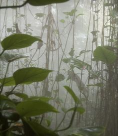 fog in the jungle with lots of green plants