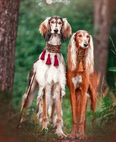 two long haired dogs standing next to each other in the woods with trees behind them