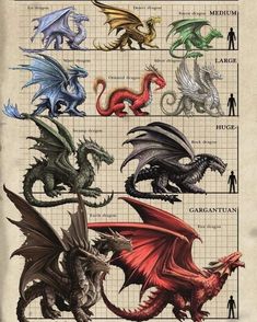 an image of different types of dragon