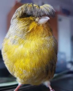 a yellow bird sitting on top of a window sill