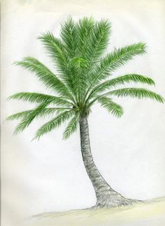 Palm Tree Drawing Tree Drawings Pencil, Pencil Drawing Tutorials, Tree Sketches, Sketches Easy, Color Pencil Drawing, Drawing Lessons