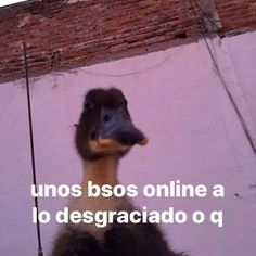 an image of a bird with the caption'unas bsos onlinea do desgraciado o q '