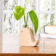 a plant in a glass vase sitting on a table next to a book and window