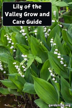 lily of the valley grow and care guide with text overlay that reads lily of the valley grow and care guide