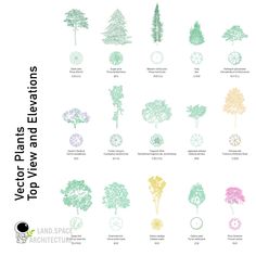 an illustrated guide to different types of trees