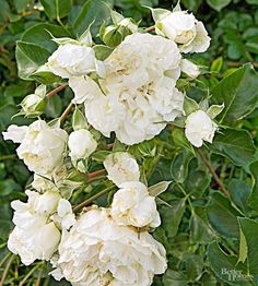 white flowers are blooming in the garden