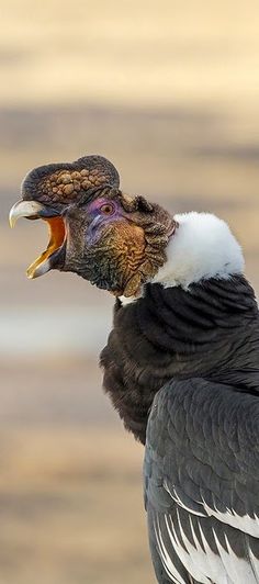 a bird with its mouth open and it's tongue out